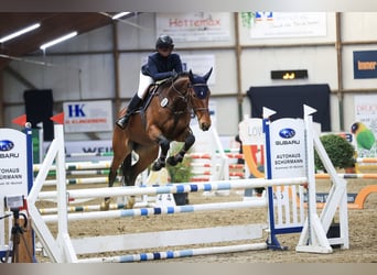Zangersheide, Merrie, 7 Jaar, 168 cm, Bruin