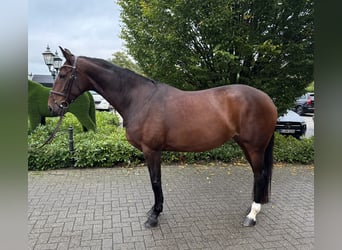 Zangersheide, Merrie, 7 Jaar, 168 cm, Bruin