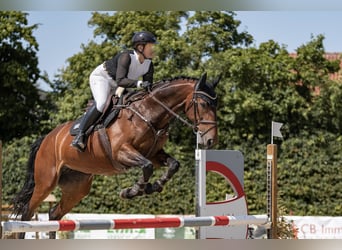 Zangersheide, Merrie, 7 Jaar, 168 cm, Bruin