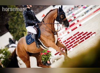 Zangersheide, Merrie, 7 Jaar, 168 cm, Donkere-vos