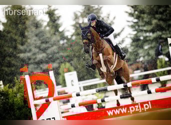 Zangersheide, Merrie, 7 Jaar, 168 cm, Donkere-vos