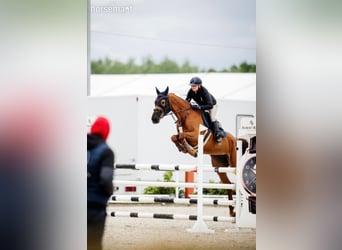 Zangersheide, Merrie, 7 Jaar, 168 cm, Donkere-vos