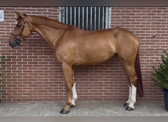 Zangersheide, Merrie, 7 Jaar, 168 cm, Vos
