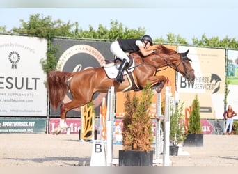 Zangersheide, Merrie, 7 Jaar, 168 cm, Vos