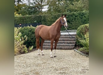 Zangersheide, Merrie, 7 Jaar, 168 cm, Vos