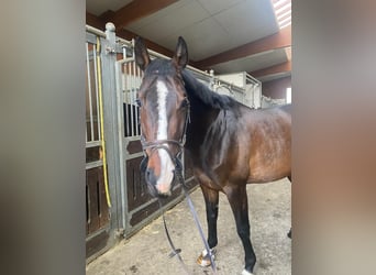 Zangersheide, Merrie, 7 Jaar, 169 cm, Donkerbruin