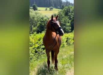Zangersheide, Merrie, 7 Jaar, 169 cm, Vos
