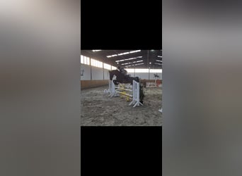 Zangersheide, Merrie, 7 Jaar, 170 cm, Bruin