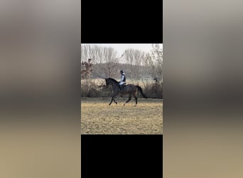 Zangersheide, Merrie, 7 Jaar, 170 cm, Bruin