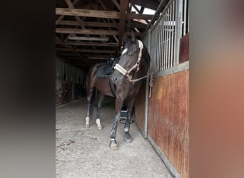 Zangersheide, Merrie, 7 Jaar, 170 cm, Donkerbruin