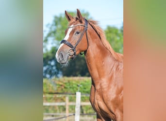 Zangersheide, Merrie, 7 Jaar, 170 cm, Vos