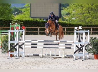 Zangersheide, Merrie, 7 Jaar, 170 cm, Vos