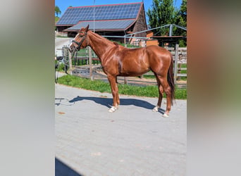 Zangersheide, Merrie, 7 Jaar, 170 cm, Vos