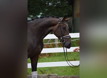 Zangersheide, Merrie, 7 Jaar, 173 cm, Bruin