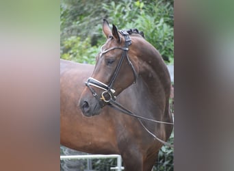 Zangersheide, Merrie, 7 Jaar, 173 cm, Bruin