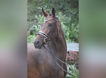 Zangersheide, Merrie, 7 Jaar, 173 cm, Bruin