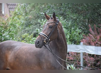 Zangersheide, Merrie, 7 Jaar, 173 cm, Bruin