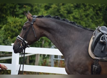 Zangersheide, Merrie, 7 Jaar, 173 cm, Bruin