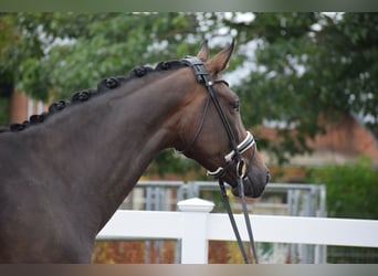 Zangersheide, Merrie, 7 Jaar, 173 cm, Bruin