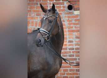 Zangersheide, Merrie, 7 Jaar, 173 cm, Bruin