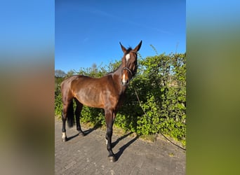 Zangersheide, Merrie, 7 Jaar, 176 cm, Donkerbruin