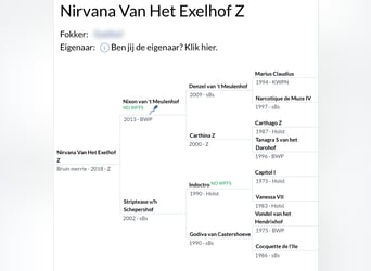 Zangersheide, Merrie, 7 Jaar, 176 cm, Donkerbruin