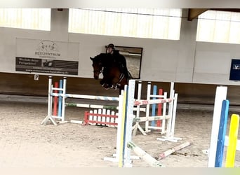 Zangersheide, Merrie, 7 Jaar, Donkerbruin