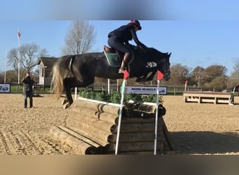 Zangersheide, Merrie, 7 Jaar, Schimmel