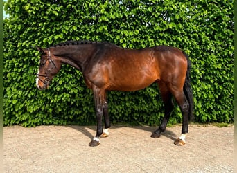 Zangersheide, Merrie, 7 Jaar, Zwartbruin