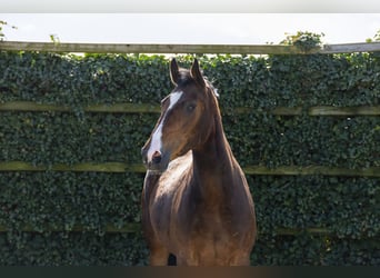 Zangersheide, Merrie, 8 Jaar, 161 cm, Bruin
