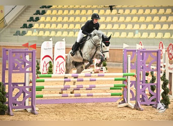 Zangersheide, Merrie, 8 Jaar, 165 cm, Appelschimmel