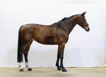 Zangersheide, Merrie, 8 Jaar, 167 cm