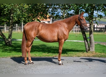 Zangersheide, Merrie, 8 Jaar, 167 cm, Vos