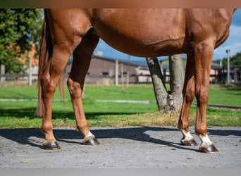 Zangersheide, Merrie, 8 Jaar, 167 cm, Vos