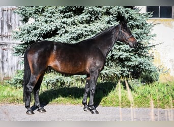 Zangersheide, Merrie, 8 Jaar, 167 cm, Zwartbruin