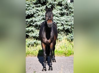 Zangersheide, Merrie, 8 Jaar, 167 cm, Zwartbruin