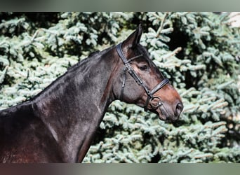 Zangersheide, Merrie, 8 Jaar, 167 cm, Zwartbruin