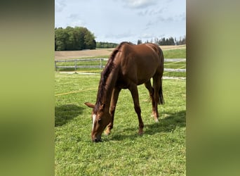 Zangersheide, Merrie, 8 Jaar, 168 cm, Donkere-vos