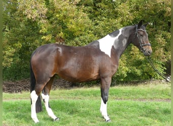 Zangersheide, Merrie, 8 Jaar, 168 cm, Gevlekt-paard