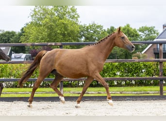 Zangersheide, Merrie, 8 Jaar, 169 cm, Donkere-vos