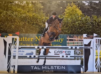 Zangersheide, Merrie, 8 Jaar, 169 cm, Donkere-vos
