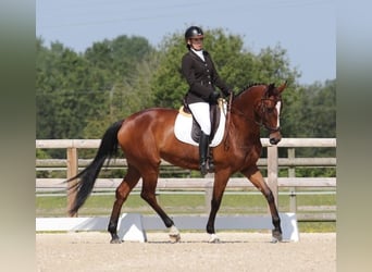 Zangersheide, Merrie, 8 Jaar, 170 cm, Bruin