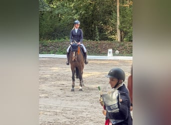 Zangersheide, Merrie, 8 Jaar, 170 cm, Bruin