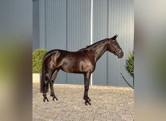 Zangersheide, Merrie, 8 Jaar, 173 cm, Zwart