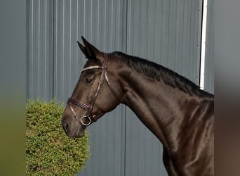 Zangersheide, Merrie, 8 Jaar, 173 cm, Zwart