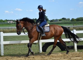 Zangersheide, Merrie, 8 Jaar, 174 cm, Bruin