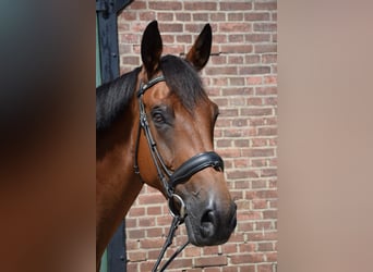 Zangersheide, Merrie, 8 Jaar, 174 cm, Bruin