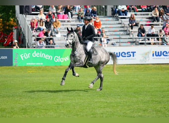 Zangersheide, Merrie, 8 Jaar, 175 cm, Appelschimmel