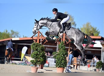 Zangersheide, Merrie, 8 Jaar, 175 cm, Appelschimmel