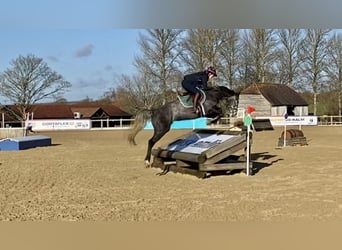 Zangersheide, Merrie, 8 Jaar, Schimmel